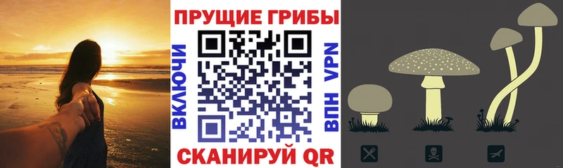 где можно купить   Ядрин  Галлюциногенные грибы GOLDEN TEACHER 